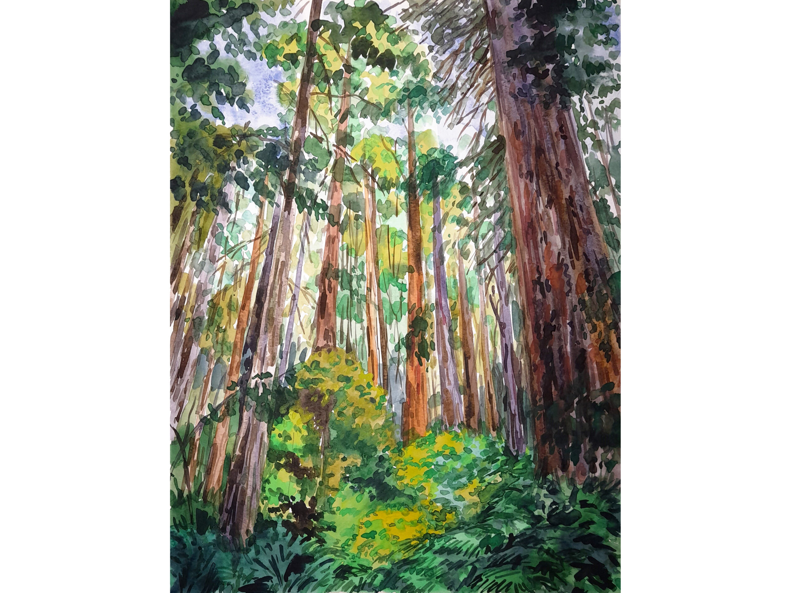 Redwood Painting