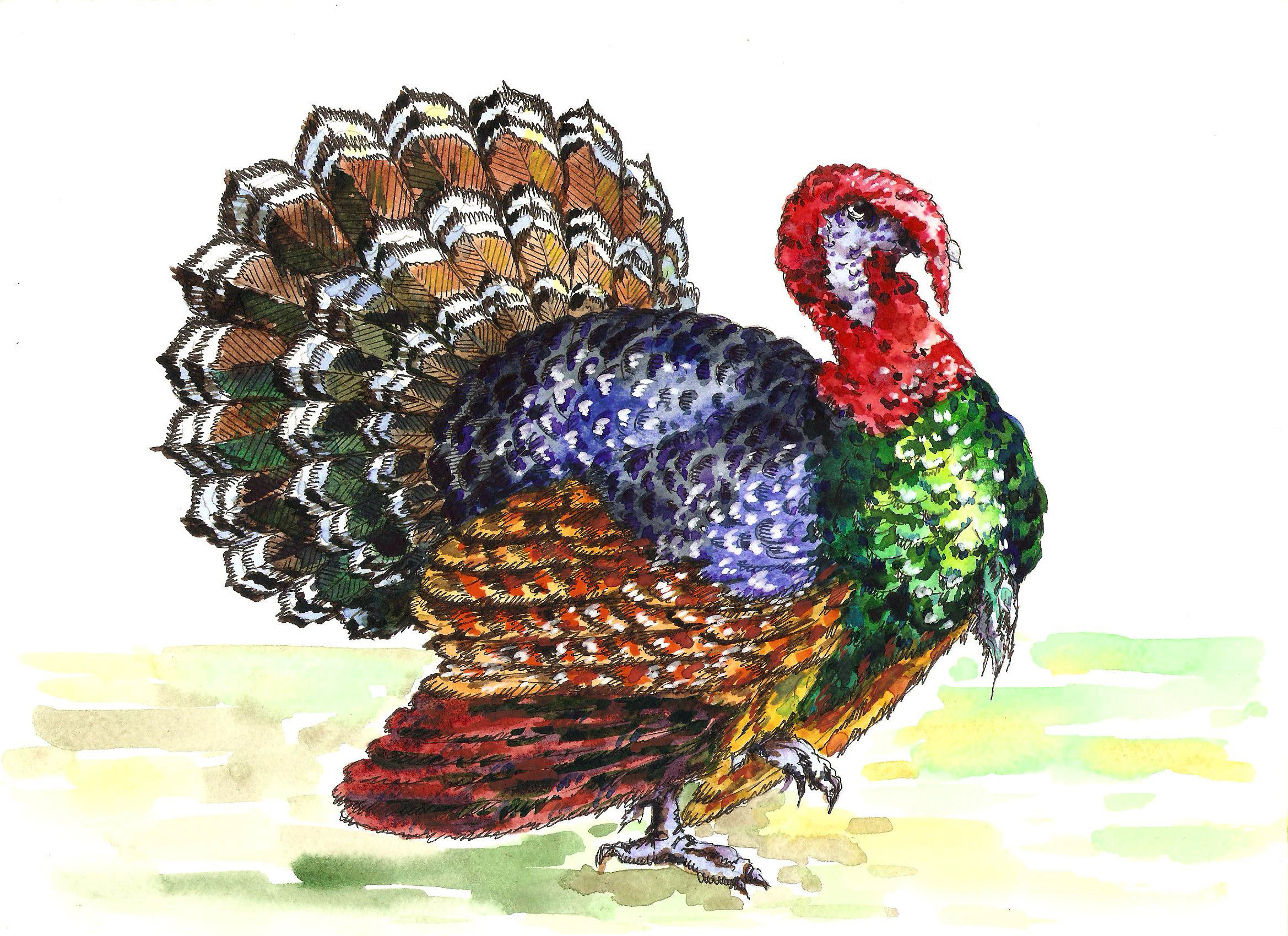 watercolor turkey painting